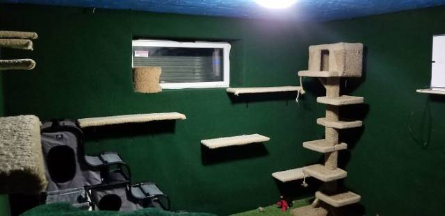 Man Builds An Entire Basement Jungle For His Late Brother’s Cats