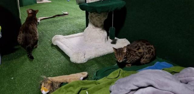 Man Builds An Entire Basement Jungle For His Late Brother’s Cats