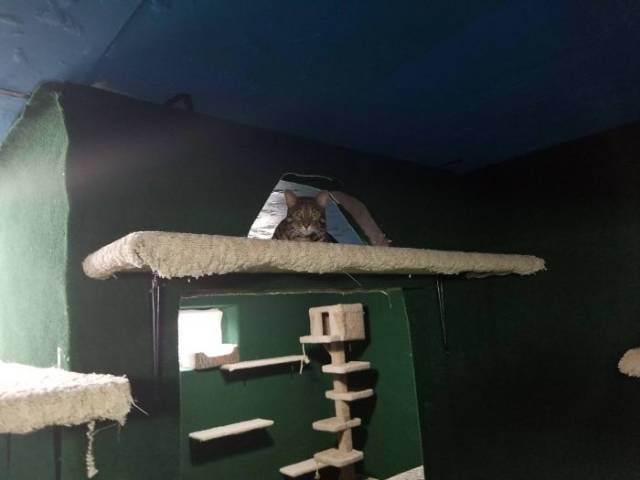 Man Builds An Entire Basement Jungle For His Late Brother’s Cats