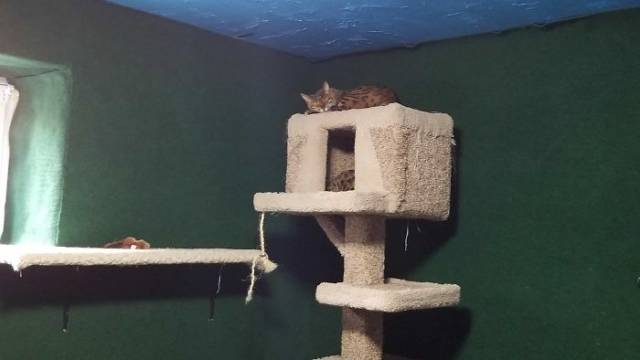 Man Builds An Entire Basement Jungle For His Late Brother’s Cats