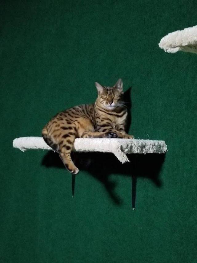 Man Builds An Entire Basement Jungle For His Late Brother’s Cats