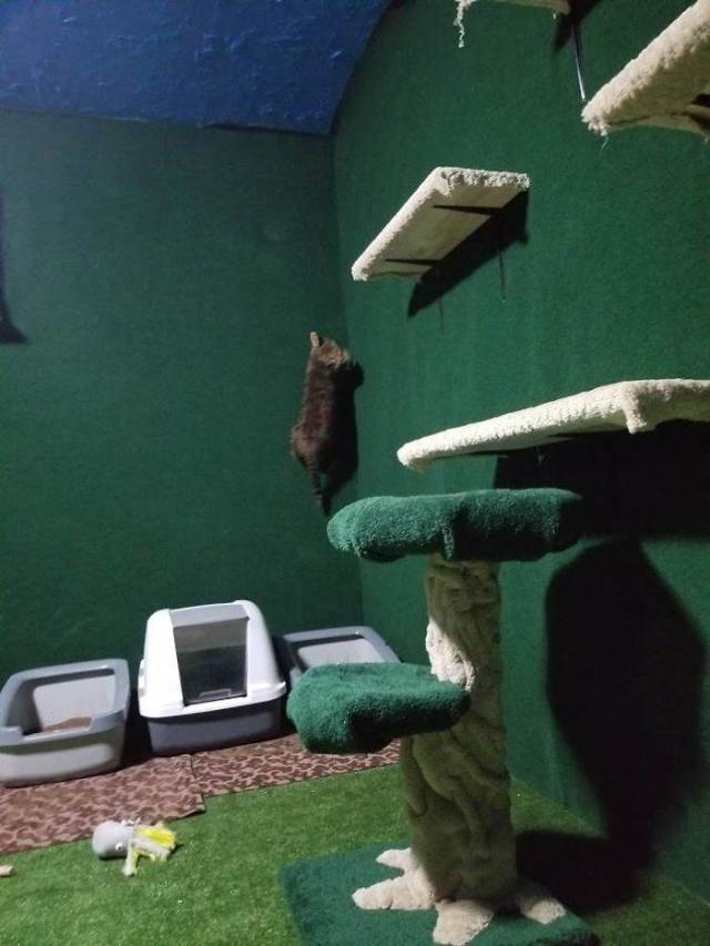 Man Builds An Entire Basement Jungle For His Late Brother’s Cats