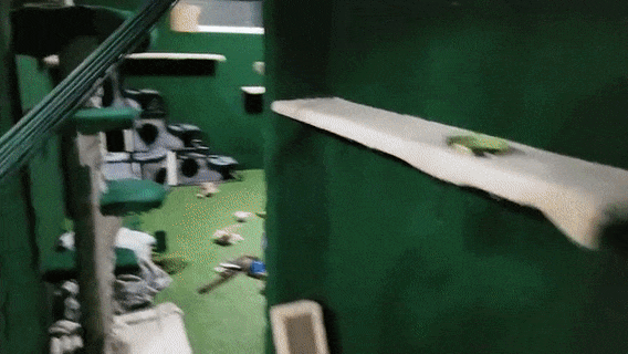 Man Builds An Entire Basement Jungle For His Late Brother’s Cats