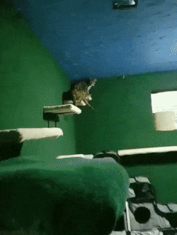 Man Builds An Entire Basement Jungle For His Late Brother’s Cats