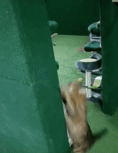 Man Builds An Entire Basement Jungle For His Late Brother’s Cats