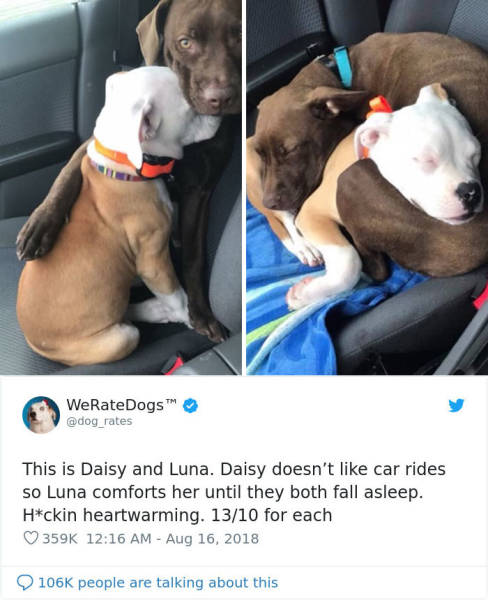 Twitter Hilariously Rates Dogs