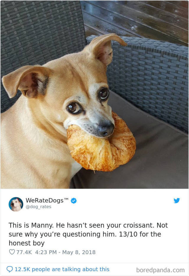 Twitter Hilariously Rates Dogs