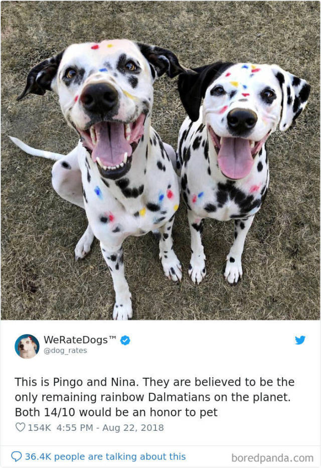 Twitter Hilariously Rates Dogs