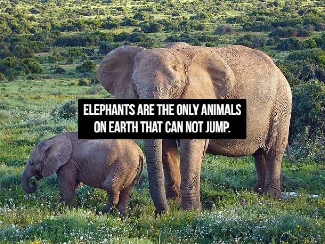 Animals Are So Unique…