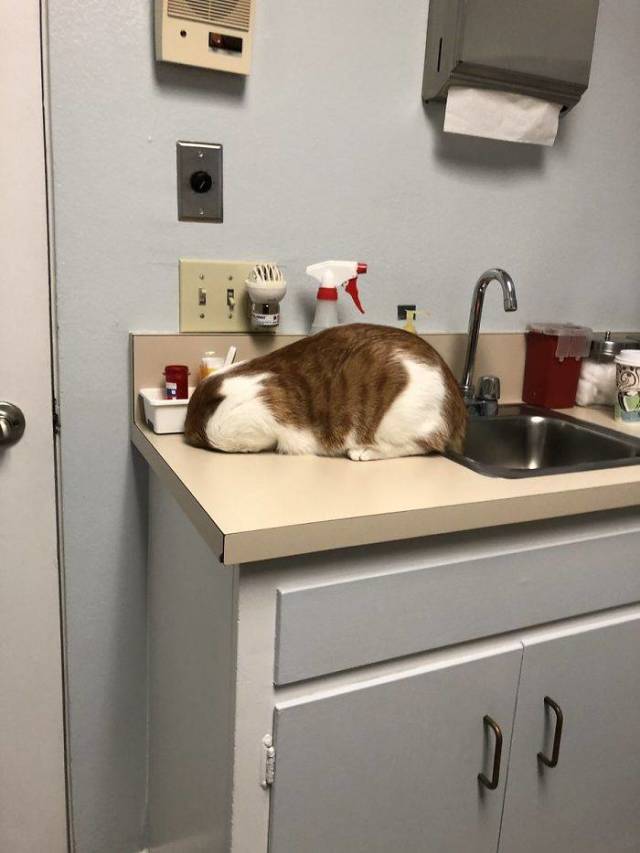 Nope, Cats Ain’t Going To The Vet!