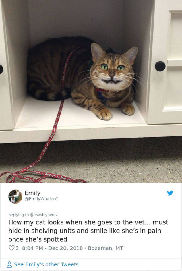 Nope, Cats Ain’t Going To The Vet!