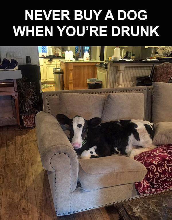 This Might Be the Effects of One Drink too Many