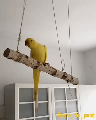 Animals That Play Against The Rules