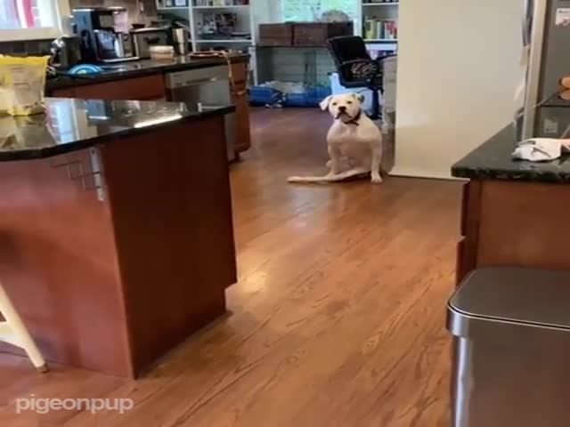 This Dog Loves His Wheel Chair So Much!
