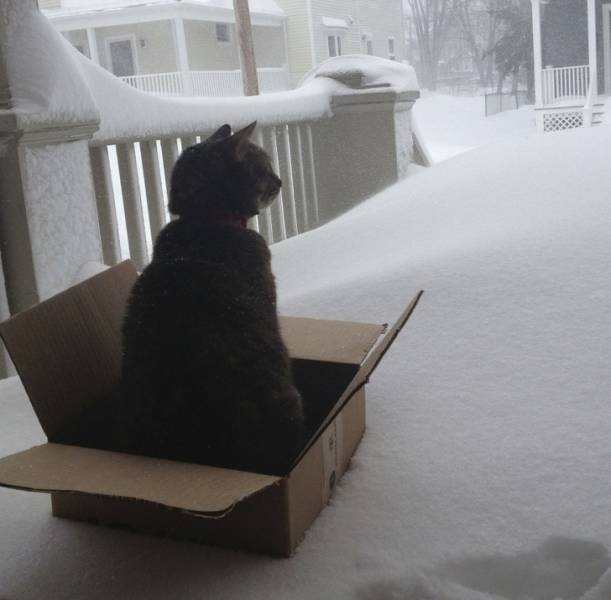 Cats And Snow Don’t Really Go Together