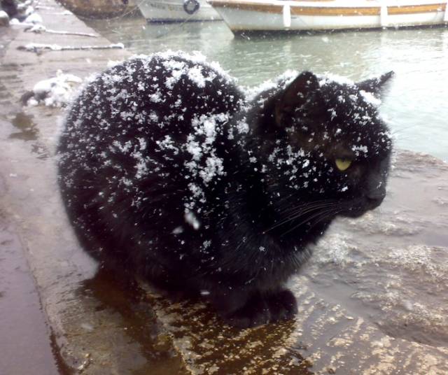 Cats And Snow Don’t Really Go Together
