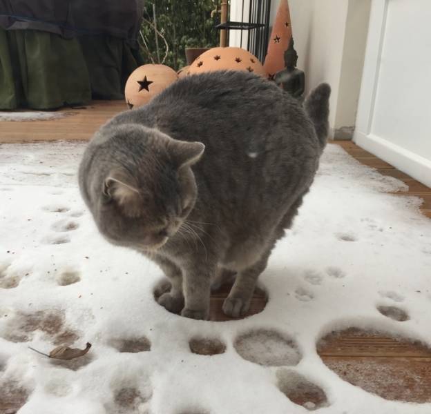 Cats And Snow Don’t Really Go Together