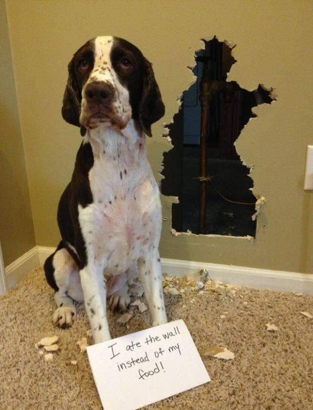 2019 Will Be The Year Of Dog Shaming!