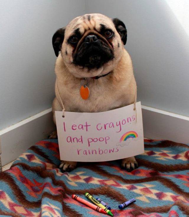 2019 Will Be The Year Of Dog Shaming!