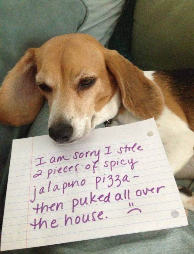 2019 Will Be The Year Of Dog Shaming!