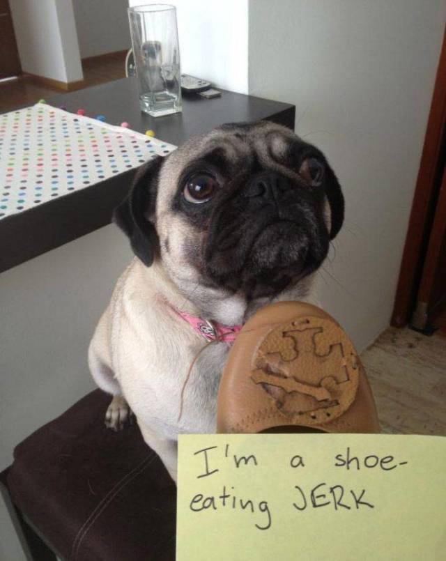 2019 Will Be The Year Of Dog Shaming!
