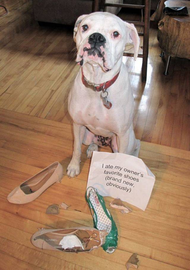 2019 Will Be The Year Of Dog Shaming!