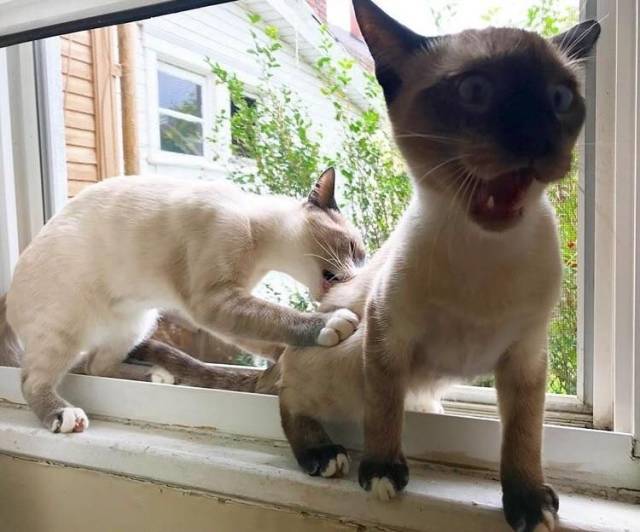 Daily Picdump