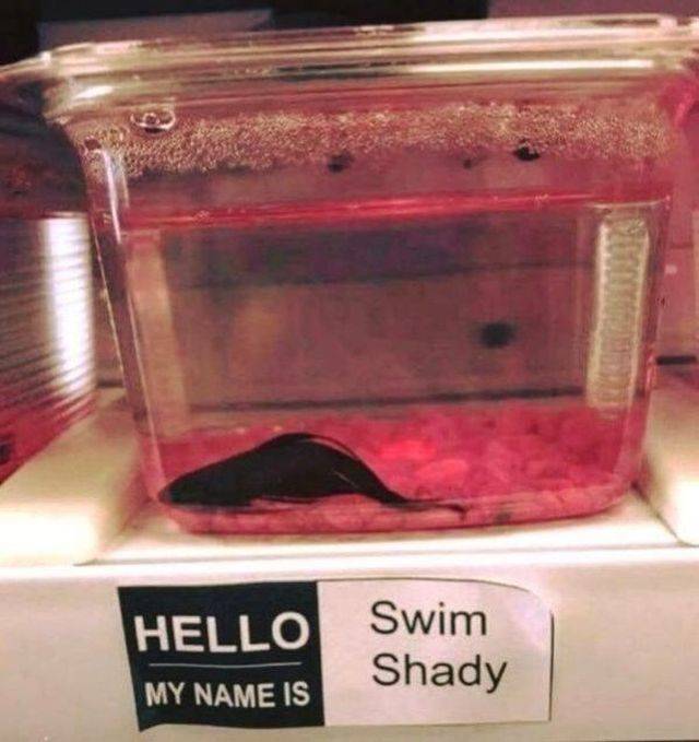 Daily Picdump