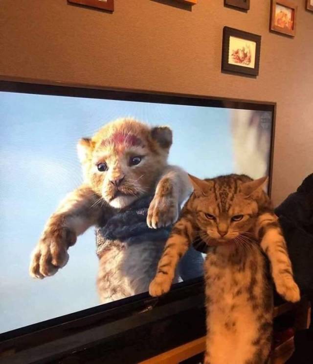 Daily Picdump