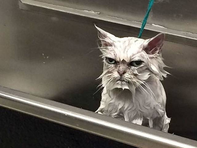 Animals Who Can’t Contain Their Anger