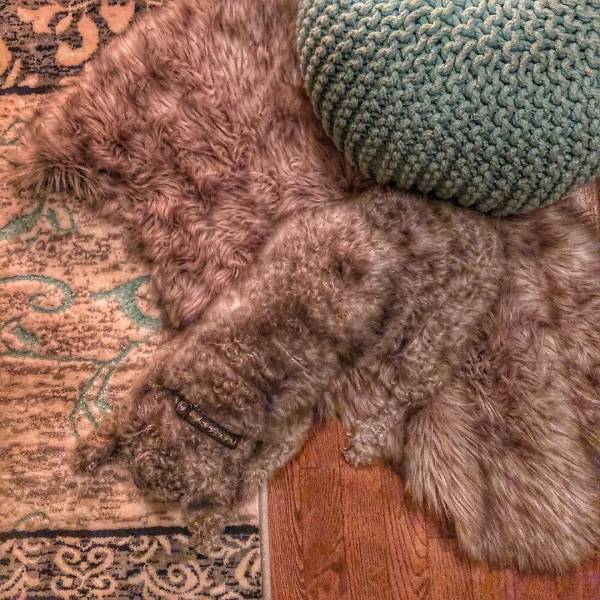 These Animals Are Too Good At Camouflaging