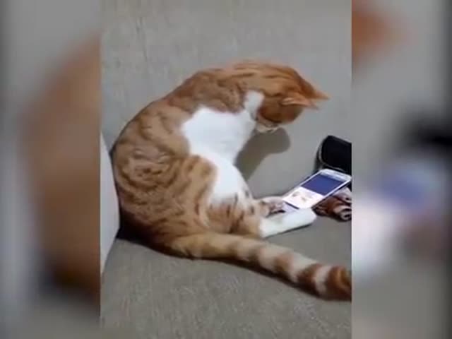 Cat Watches A Video With His Owner Who Passed Away