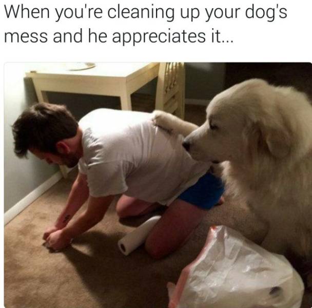 These Dog Memes Are Too Woofunny!