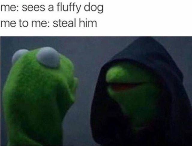 These Dog Memes Are Too Woofunny!