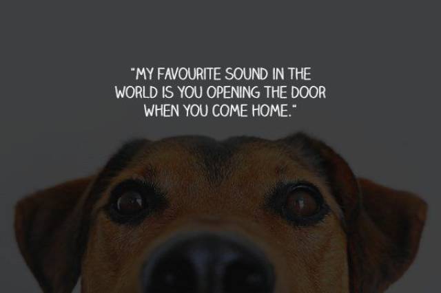What Your Dogs Wants To Say To You