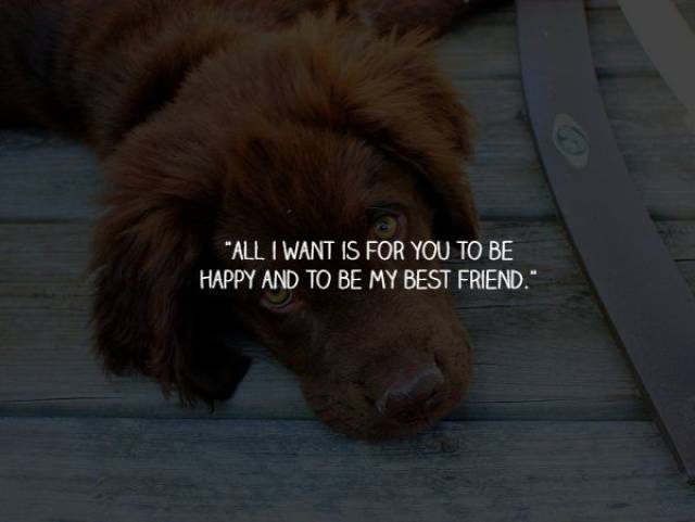 What Your Dogs Wants To Say To You