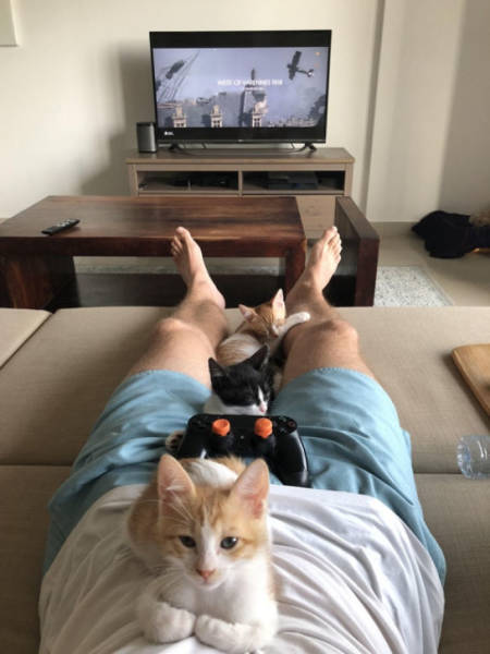 A List Of Cat Pics That Are Guaranteed To Leave Your Feline Fine