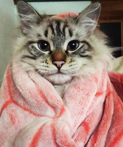 A List Of Cat Pics That Are Guaranteed To Leave Your Feline Fine