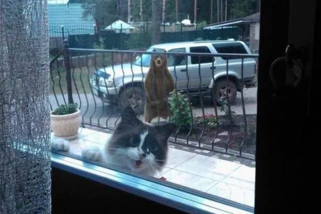 A List Of Cat Pics That Are Guaranteed To Leave Your Feline Fine