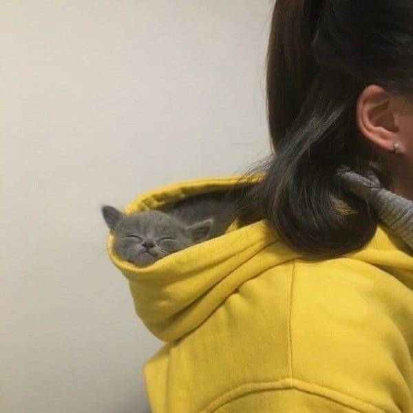 A List Of Cat Pics That Are Guaranteed To Leave Your Feline Fine