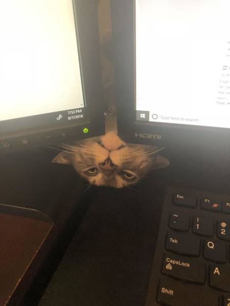 A List Of Cat Pics That Are Guaranteed To Leave Your Feline Fine