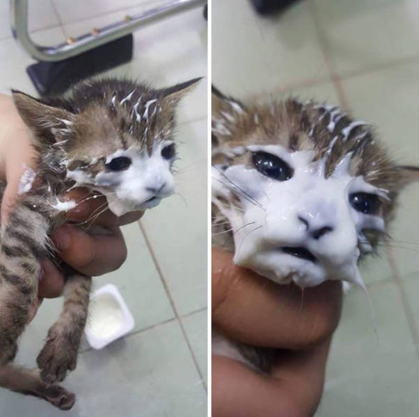 A List Of Cat Pics That Are Guaranteed To Leave Your Feline Fine