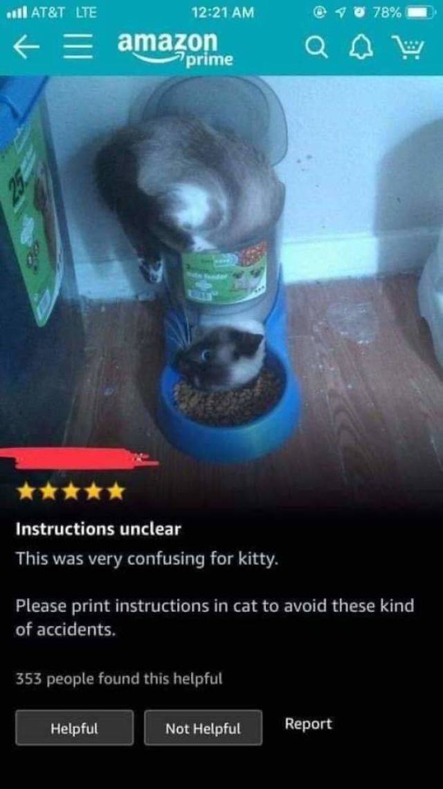 A List Of Cat Pics That Are Guaranteed To Leave Your Feline Fine