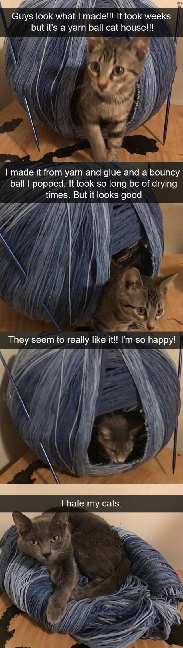 A List Of Cat Pics That Are Guaranteed To Leave Your Feline Fine