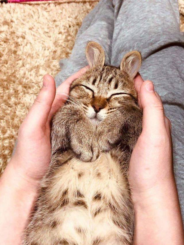 A List Of Cat Pics That Are Guaranteed To Leave Your Feline Fine