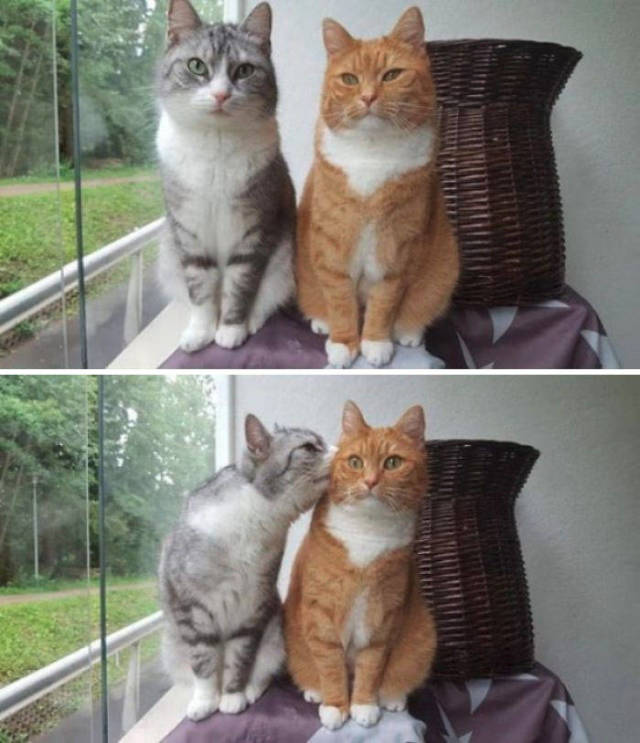 A List Of Cat Pics That Are Guaranteed To Leave Your Feline Fine