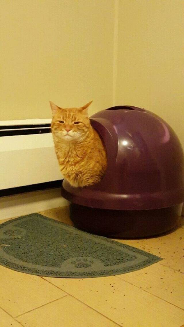 A List Of Cat Pics That Are Guaranteed To Leave Your Feline Fine