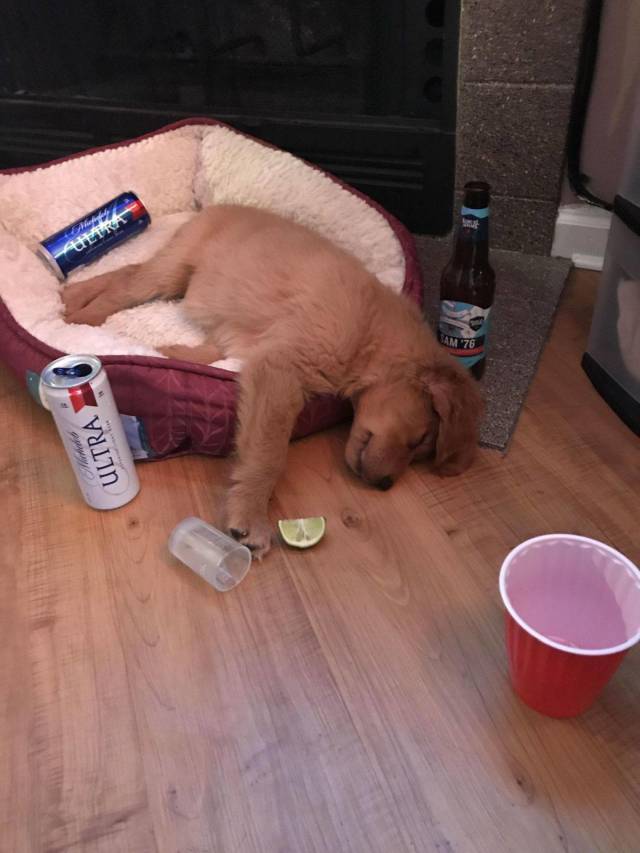 Daily Picdump