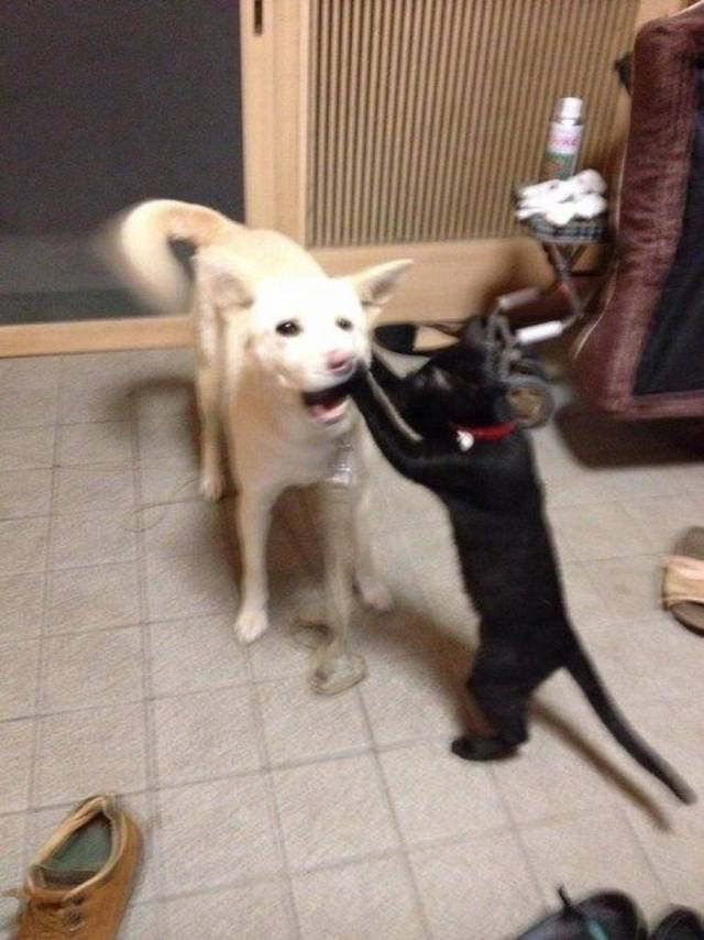 Daily Picdump