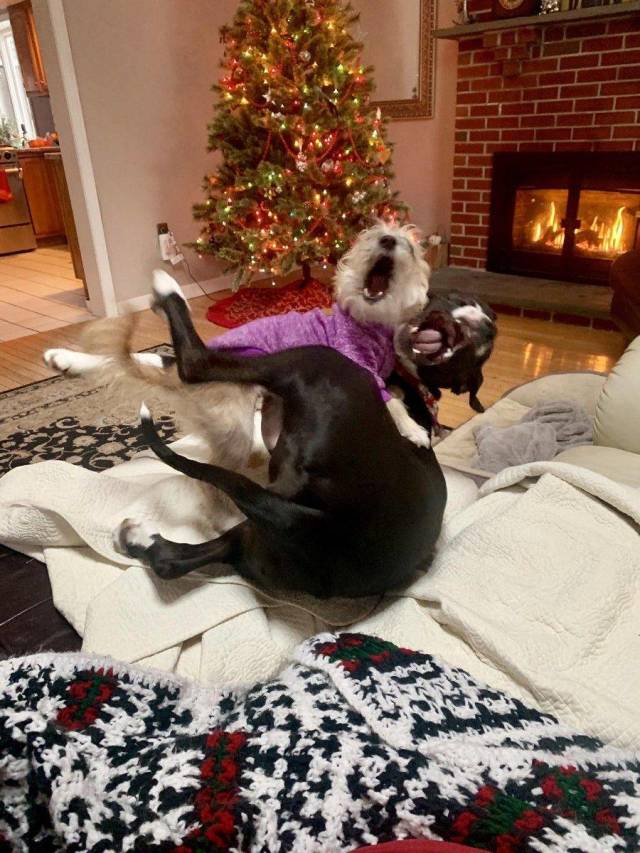 Daily Picdump